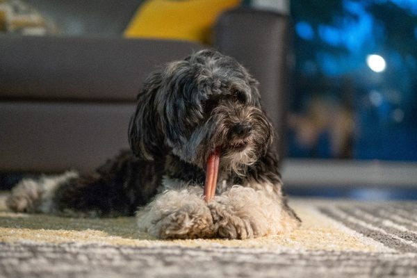 BULLY STICKS for Dogs 6 Inches - 1 Pound  | 100% Natural Dog Chews - Image 7