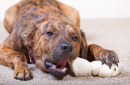 3-4" inches Rawhide Bones Chews | Premium Rawhide Dog Chews (15, 25, 50 or 100 Count)